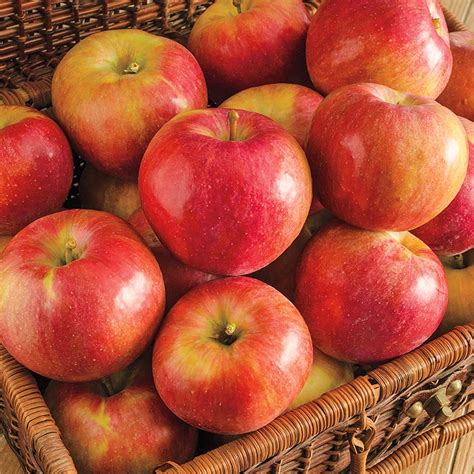 Rosy red, crisp, juicy and sweet. Perfect fresh or baked into pies, crisps and cobblers. Fans say it has a hint of vanilla flavor. Apples are medium-to-large and store well. Withstands subzero temperatures yet very vigorous and bears heavily. Ripens in mid-September. Pollinator required: Choose another apple variety.